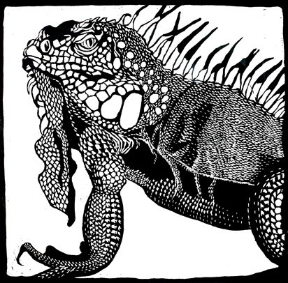 black and white iguana